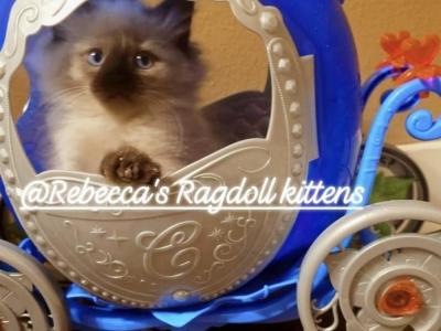 Rebeccas Ragdolls - Ragdoll - Gallery Photo #1