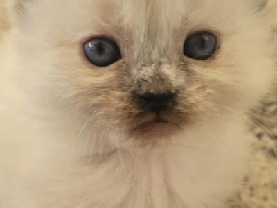 Belle - Balinese - Gallery Photo #1