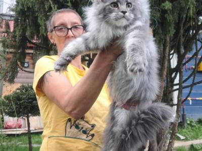 Roxy - Maine Coon - Gallery Photo #1
