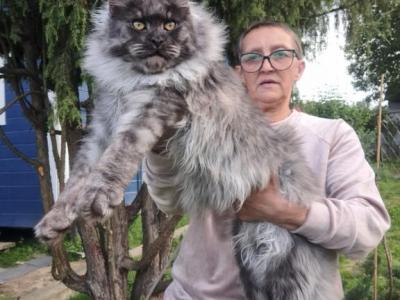 Litter U - Maine Coon - Gallery Photo #1