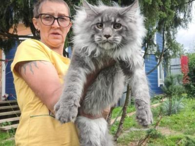 Romeo - Maine Coon - Gallery Photo #1