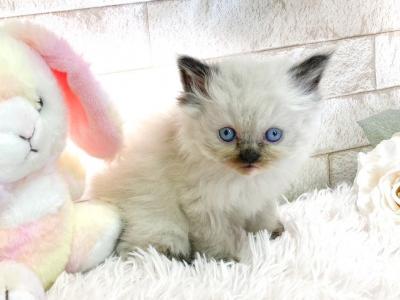 Super Rare Japanese Doll Face Himalayan Kitten - Himalayan - Gallery Photo #1