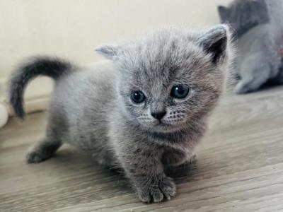 No Name - British Shorthair - Gallery Photo #1