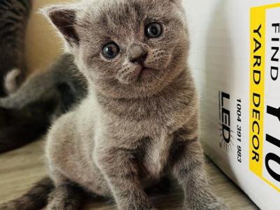 British Shorthair Blue Kittens - British Shorthair - Gallery Photo #1