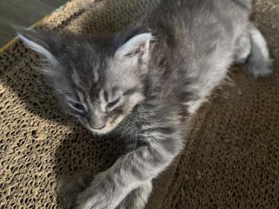 Crystal - Maine Coon - Gallery Photo #1