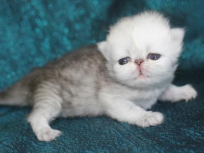 Persian - Persian - Gallery Photo #1