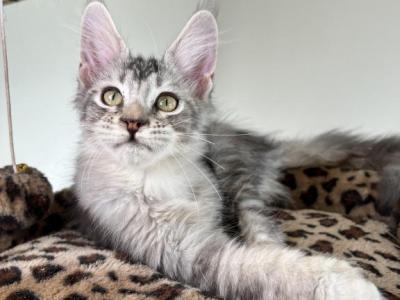 Marcus - Maine Coon - Gallery Photo #1