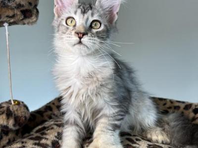Marta - Maine Coon - Gallery Photo #1