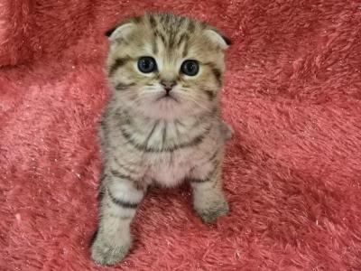 Bella - Scottish Fold - Gallery Photo #1