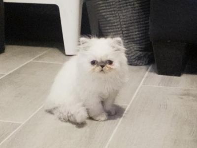 Sadie - Persian - Gallery Photo #1