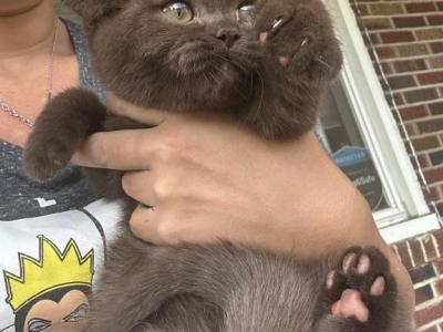 Marshmallow - British Shorthair - Gallery Photo #1