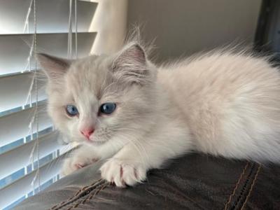 Lila Blue Bicolor Ragdoll Kitten - Ragdoll - Gallery Photo #1