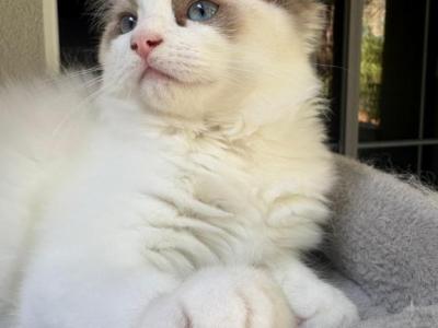 Chloe Seal Bicolor Kitten - Ragdoll - Gallery Photo #1