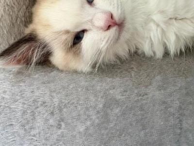 Maya Seal Bicolor Kitten - Ragdoll - Gallery Photo #1