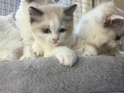 Sophie Blue Bicolor Ragdoll Kitten - Ragdoll - Gallery Photo #1