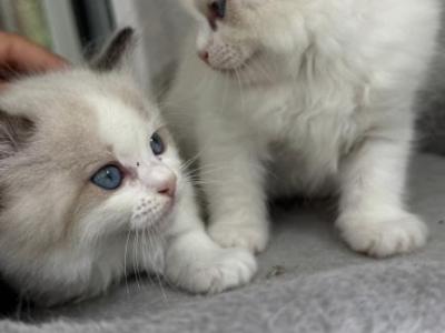 Aria Seal Bicolor Ragdoll Kitten - Ragdoll - Gallery Photo #1