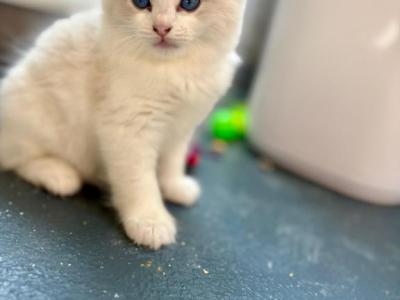 Zoe Seal Bicolor Kitten - Ragdoll - Gallery Photo #1