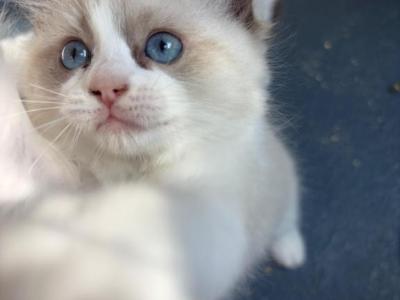 Stella Seal Bicolor Ragdoll Kitten - Ragdoll - Gallery Photo #1