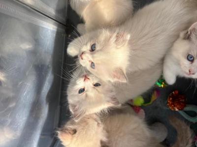Aurora Seal Ragdoll Kitten - Ragdoll - Gallery Photo #1