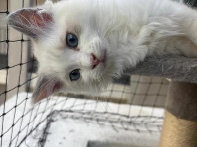 Pearl Blue Bicolor Ragdoll Kitten - Ragdoll - Gallery Photo #1