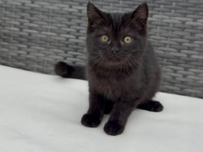 Binx Male Kitten - Domestic - Gallery Photo #1