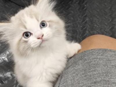 Ragdoll Bicolor Male - Ragdoll - Gallery Photo #1