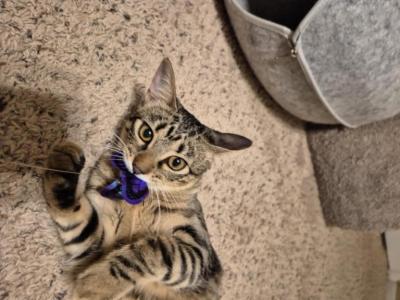 Blossom The Pretty Princess - American Shorthair - Gallery Photo #1