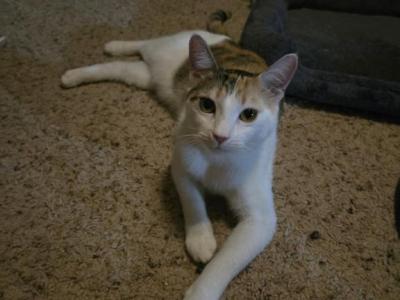 Joy The Sweet Loving Baby - American Shorthair - Gallery Photo #1