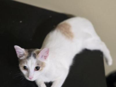 Noel The Active Fun Loving Sweetheart - American Shorthair - Gallery Photo #1