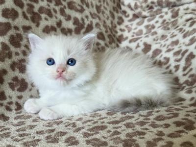 Ronnette - Ragdoll - Gallery Photo #1