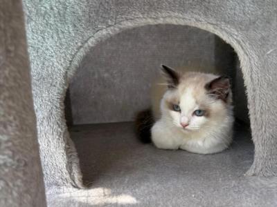Esme - Ragdoll - Gallery Photo #1