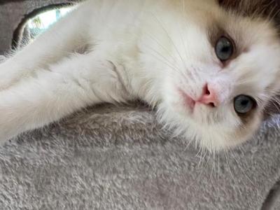 Giselle - Ragdoll - Gallery Photo #1