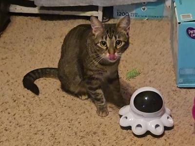 Florence The Sweet Loving Caring Kitty - American Shorthair - Gallery Photo #1