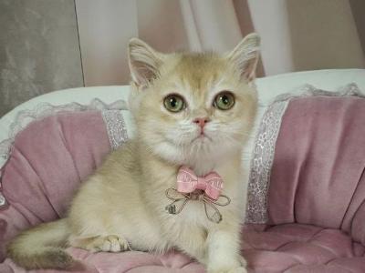 Max - British Shorthair - Gallery Photo #1