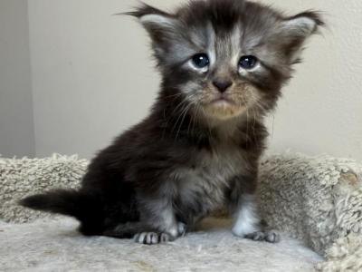 SHAUNA - Maine Coon - Gallery Photo #1