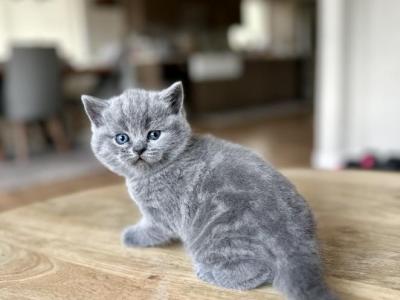 British Shorthair Blue Kittens Fall 25 - British Shorthair - Gallery Photo #1