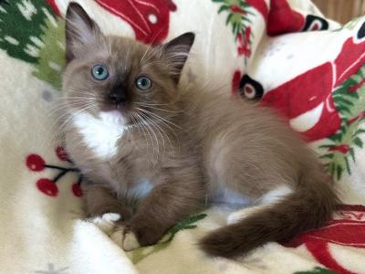 Sir Manchester - Ragdoll - Gallery Photo #1