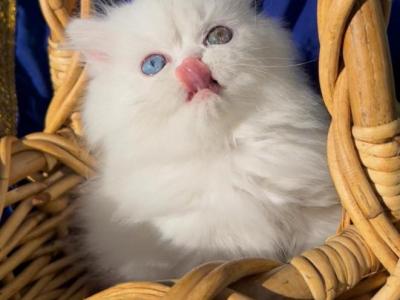 Beautiful White Dollface Persian Female - Persian - Gallery Photo #1