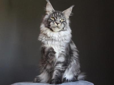 Balu - Maine Coon - Gallery Photo #1