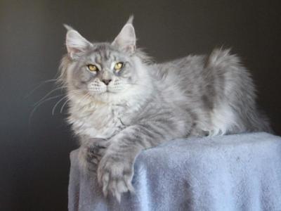Marzipan Polydactyl - Maine Coon - Gallery Photo #1
