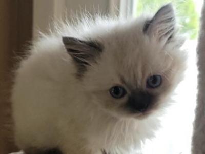 Arby And Bandits Litter - Ragdoll - Gallery Photo #1