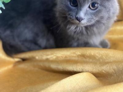 Smoke - Himalayan - Gallery Photo #1