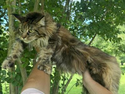 XXL Bell Polydactyl - Maine Coon - Gallery Photo #1