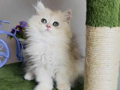British Longhair Girl - British Shorthair - Gallery Photo #1