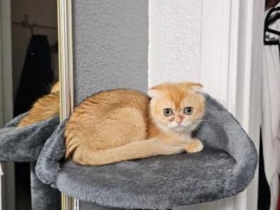 Lucky - Scottish Fold - Gallery Photo #1