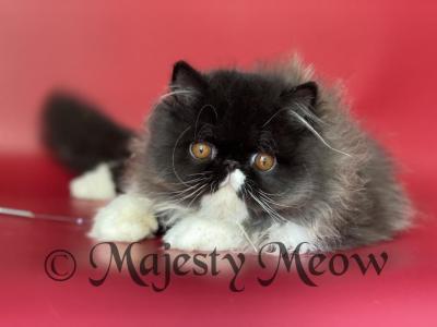 Baron - Persian - Gallery Photo #1