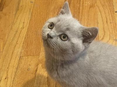 Lilac Kiten - British Shorthair - Gallery Photo #1