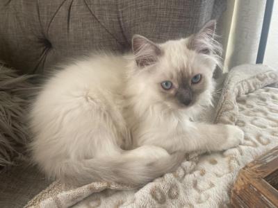 Chaz - Ragdoll - Gallery Photo #1