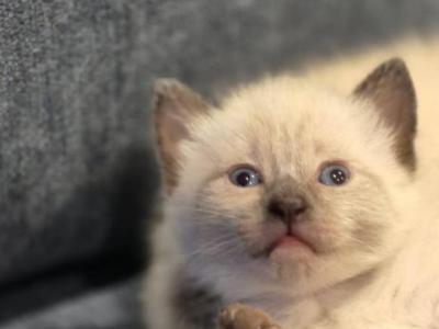 Siamese Babies - Siamese - Gallery Photo #1