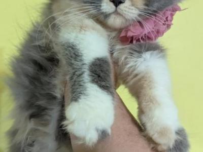 Persian Available From 2 Litters - Persian - Gallery Photo #1